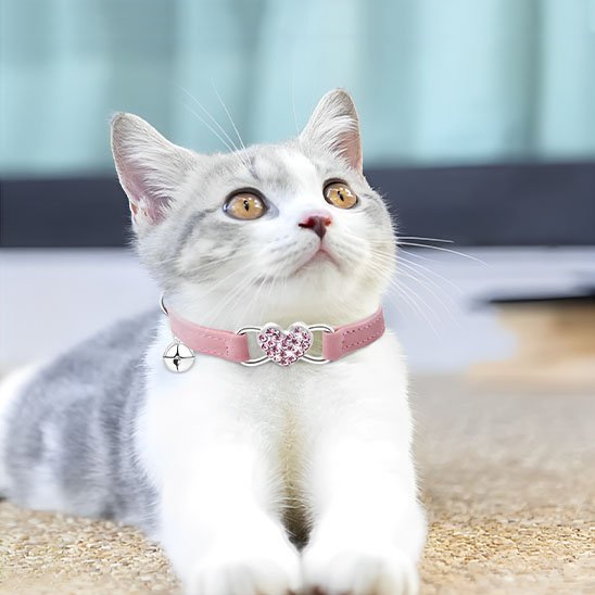 Collier pour chat : Est-il bon de mettre un collier à un chat ? - Monminouchat