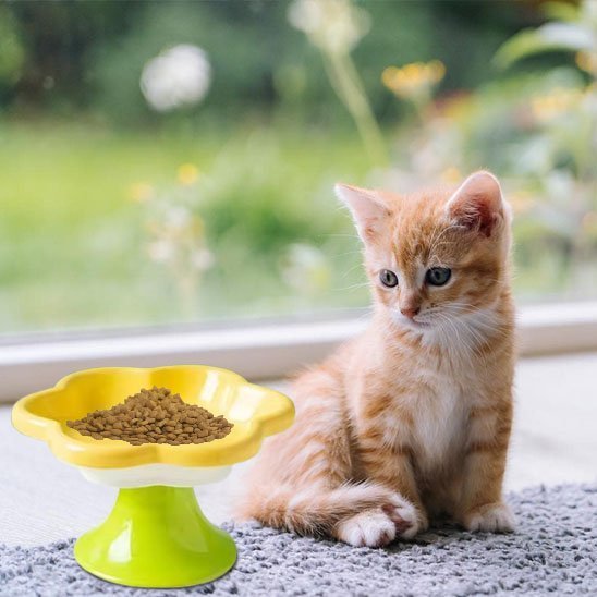 Pourquoi Mon Chat Vomit Ses Croquettes ? Guide Complet - Monminouchat