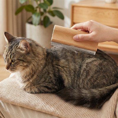 Brosse poil chat | DouceFélins - Chicetchat