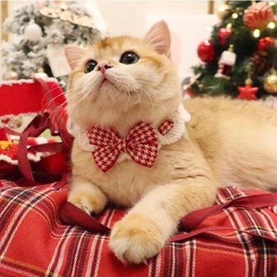 Collier Chat | Nœud papillon festif - Monminouchat