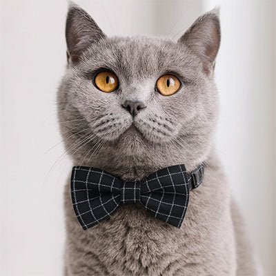 Collier Chat | Mon Beau Félin Élégant et Confortable - Monminouchat