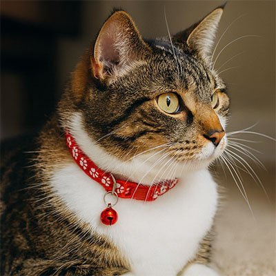 Collier chaton | Empreintes de pattes léger ajustable - Monminouchat
