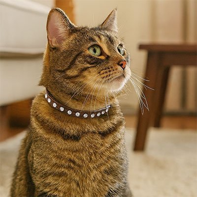 Collier pour Chat | Élégant et Ajustable - Monminouchat