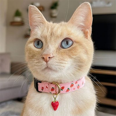 Collier pour Chat | Élégant et Sécurisé - Monminouchat
