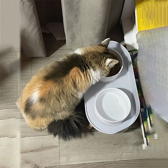 Gamelle chat