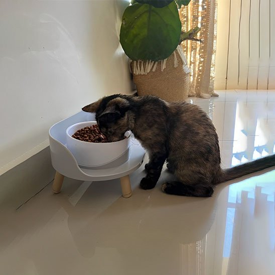 Gamelle chat