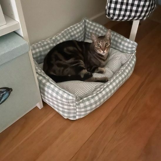 Panier pour chat | PurLove - Chicetchat