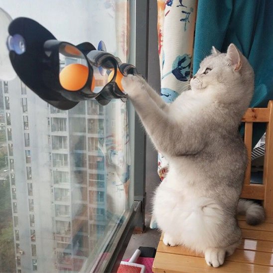 Jouet pour chat