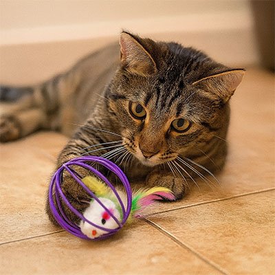 Jouet pour Chat