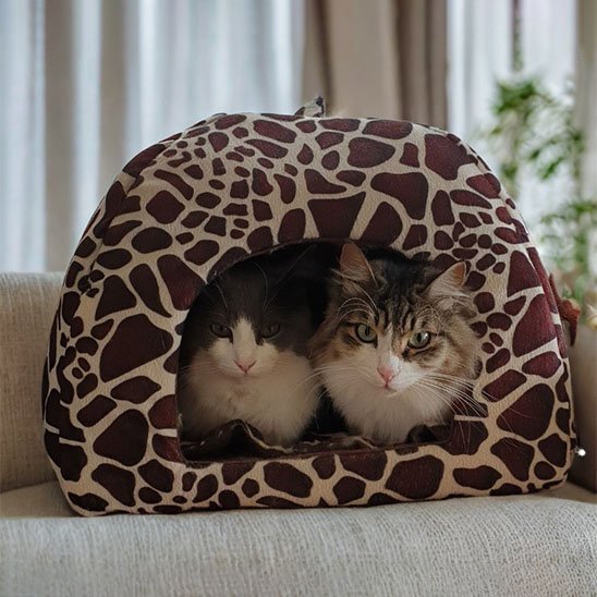 Niche pour chat | Kora - Chicetchat