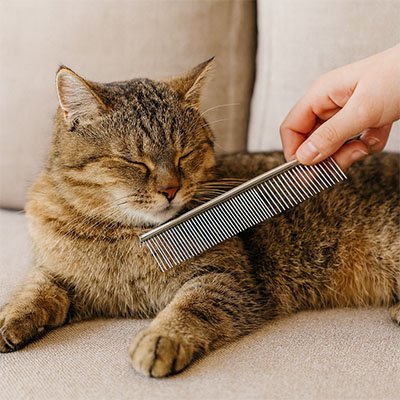 Peigne pour chat | Anti - Poils Minou - Monminouchat