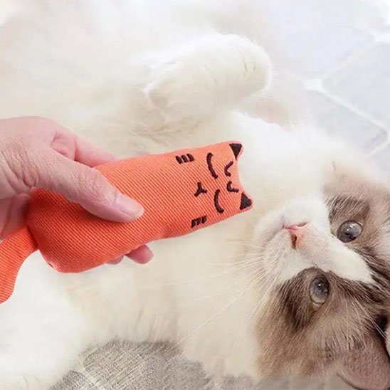 chat interactif | ChasseFéline - Chicetchat
