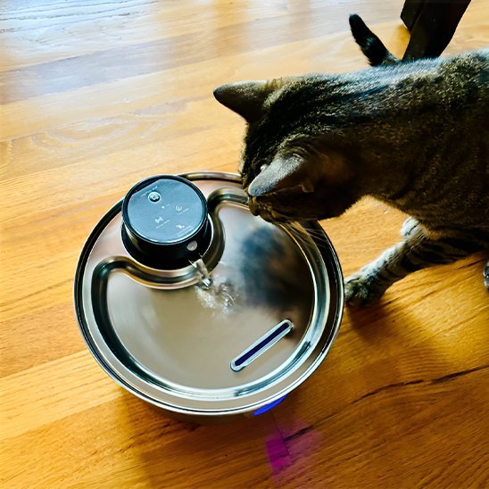 FONTAINE A EAU CHAT | SteelFresh - Ma boutique