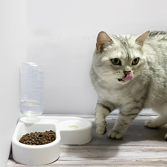 Gamelle chat | Chatiko - Chicetchat