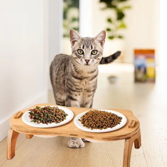 Gamelle chat | Catify - Chicetchat