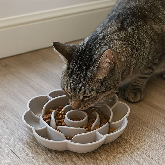Gamelle anti glouton Chat | DigestoPause - Chicetchat