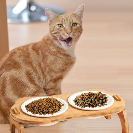 Gamelle chat | Catify - Chicetchat