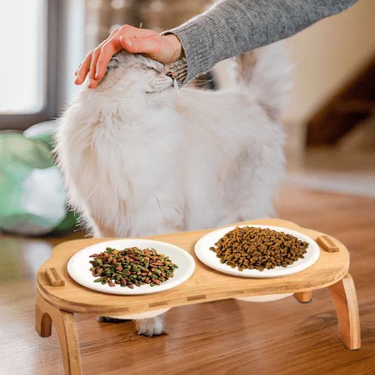 Gamelle chat | Catify - Chicetchat